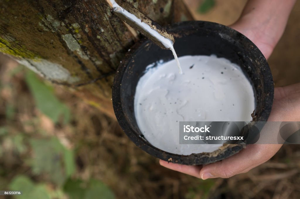 Rubber tree Hand holdind bowl latex flowing into from rubber tree Rubber Tree Stock Photo