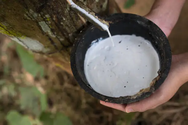 Hand holdind bowl latex flowing into from rubber tree