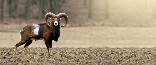 Mouflon male looking on the field - hunting concept banner