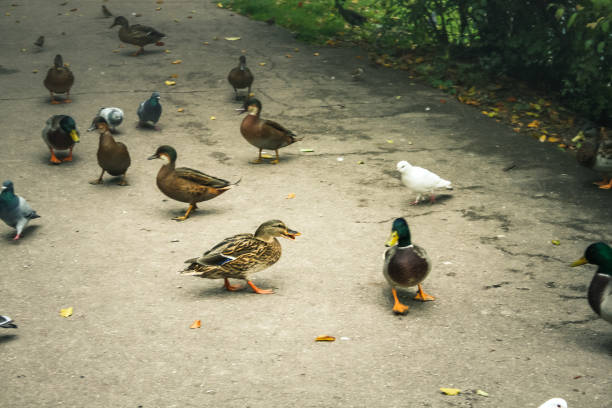 ducks and birds around the pond in Champagne countryside
