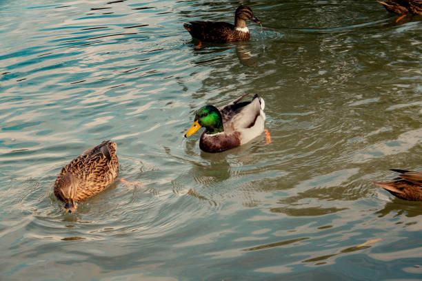 istock wildlife in Champagne countryside 861234066