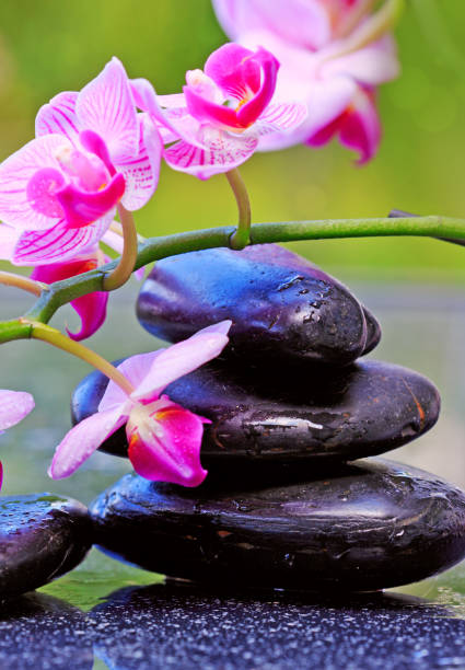 черные спа-камни и розовая орхидея - massieren стоковые фото и изображения