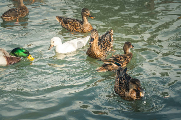 istock wildlife in Champagne countryside 861237786