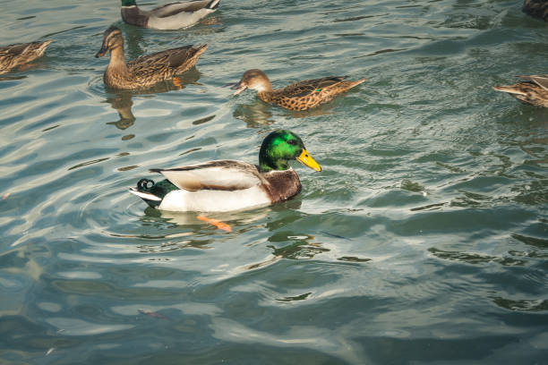istock wildlife in Champagne countryside 861237814