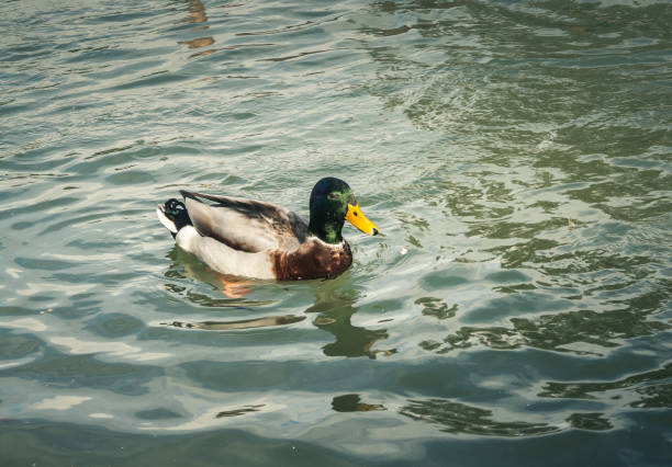 istock wildlife in Champagne countryside 861237820