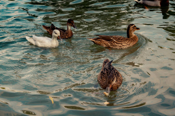 istock wildlife in Champagne countryside 861237864