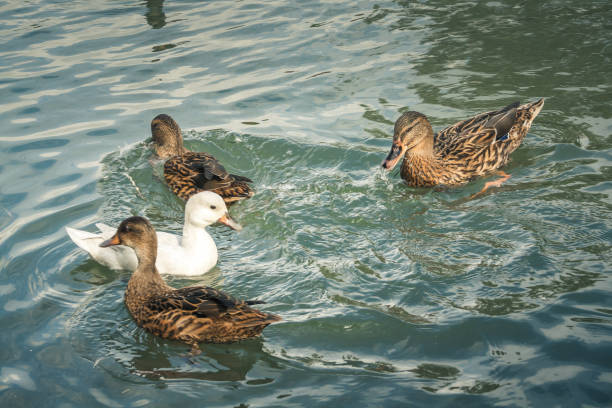 istock wildlife in Champagne countryside 861237872