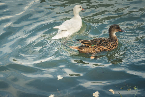 ducks and birds around the pond in Champagne countryside