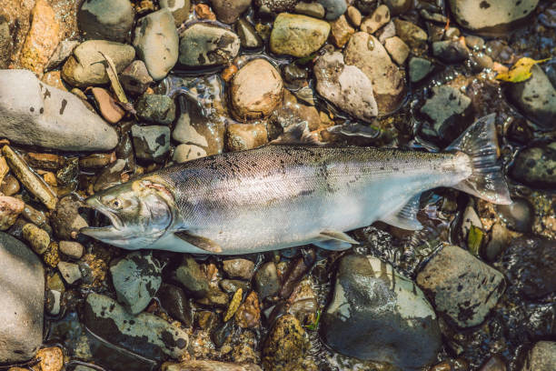 istock Fish killed with a gun. Fishermen poachers concept 861240320