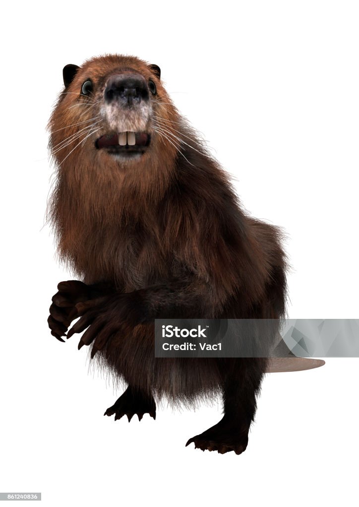 3D rendering North American beaver on white 3D rendering of a beaver isolated on white background Beaver Stock Photo