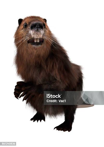 3d Rendering North American Beaver On White Stock Photo - Download Image Now - Beaver, Cut Out, White Background