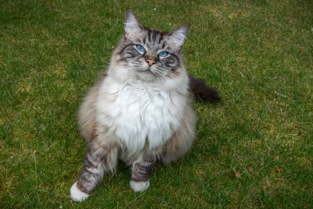 istock Ragdoll Cat Outdoor Portrait 861241468