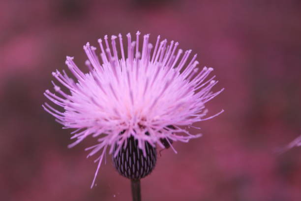 istock Violet filtered Spikes up Flower 861246458