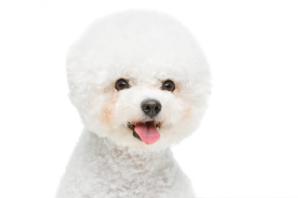 istock beautiful bichon frisee dog 861247004