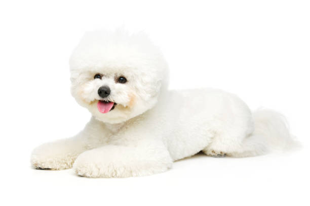 beautiful bichon frisee dog
