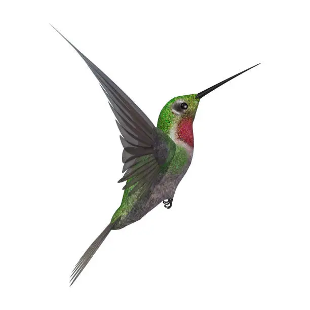 3D rendering of a humming bird isolated on white background