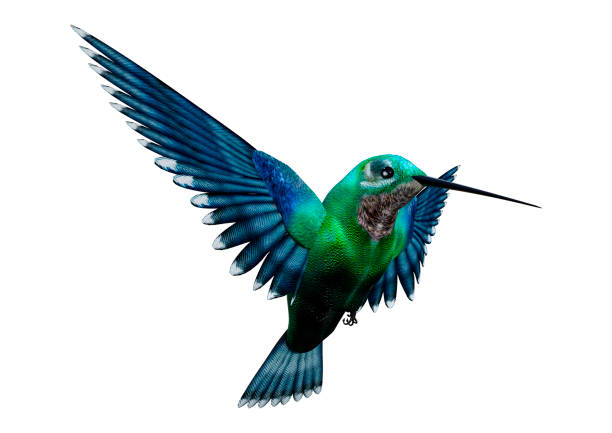 render 3d y murmullo de pájaro en blanco - colibrí fotografías e imágenes de stock
