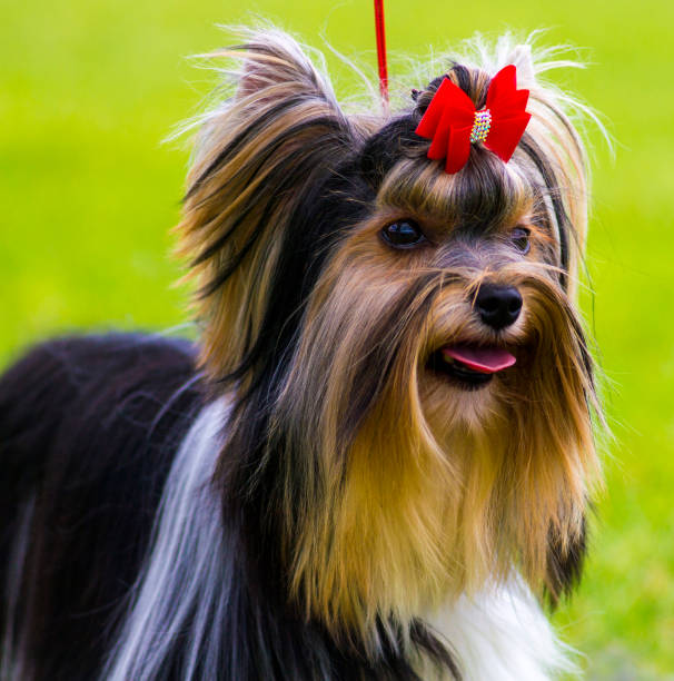 istock Yorkshire Terrier. Yorkshire terrier playing in the park on the grass 861254642