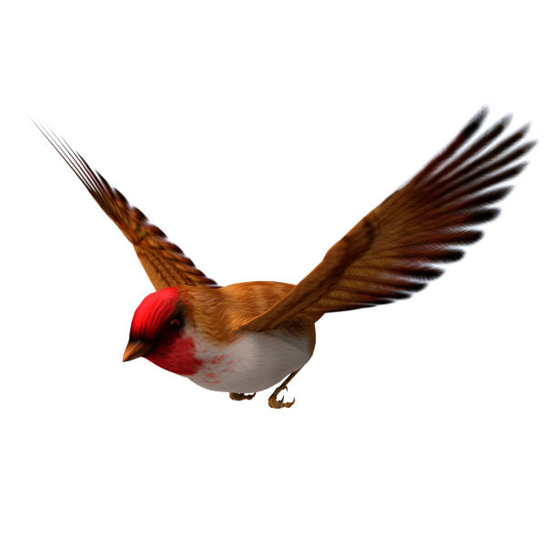 istock 3D rendering songbird scarlet finch on white 861255266