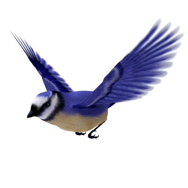 istock 3D rendering songbird Florida jay on white 861255284