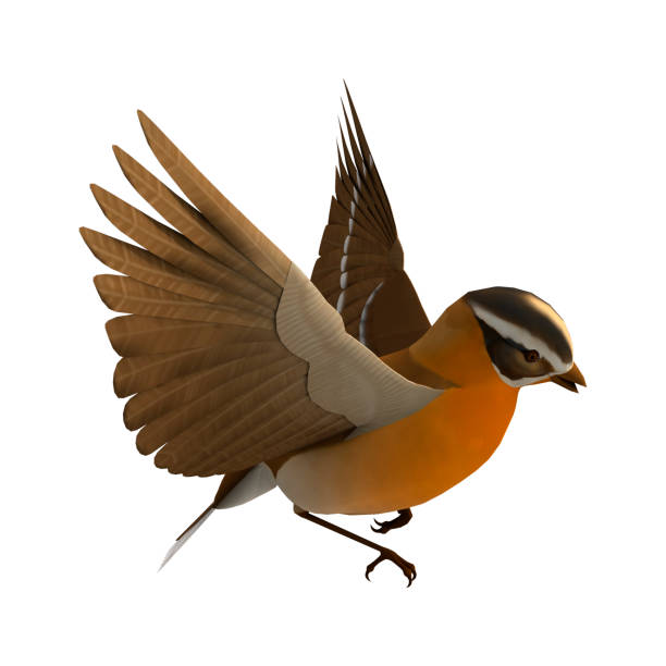 istock 3D rendering songbird grosbeak on white 861255286