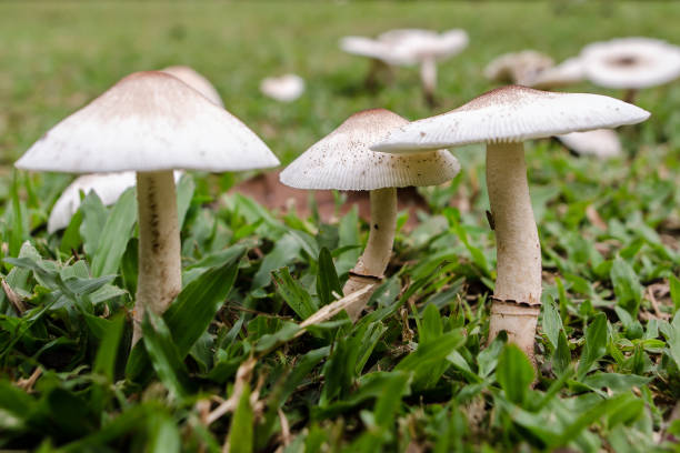 istock Wild Mushroom growing at backyard grass, Amanita Rubescens 861255658