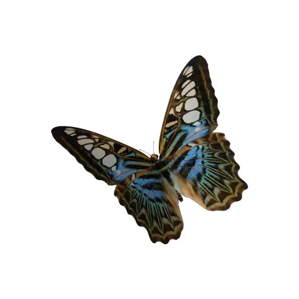 Photo of 3D rendering butterfly onwhite