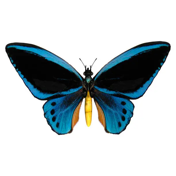 Photo of 3D rendering butterfly onwhite