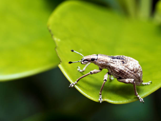 istock close shot of a weevil,Curculionidae 861256720