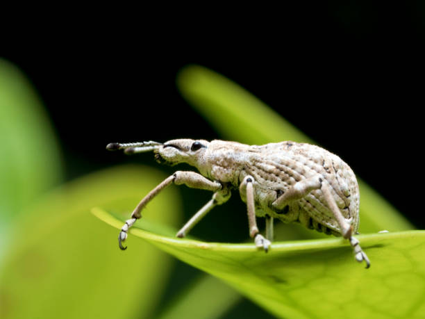 istock close shot of a weevil,Curculionidae 861256798
