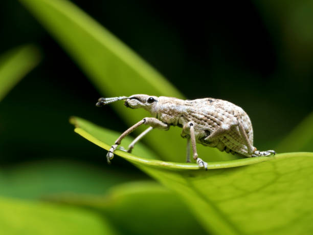 istock close shot of a weevil,Curculionidae 861256964