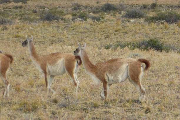 istock Guanacos - South American camels 861263986