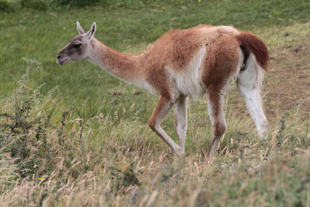 istock Guanacos - South American camels 861264234