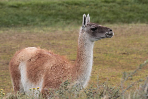 istock Guanacos - South American camels 861264394