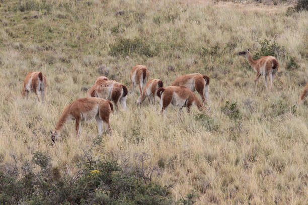 istock Guanacos - South American camels 861264534