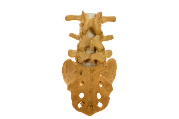 istock Lumbar spine model isolated on white background 861268624
