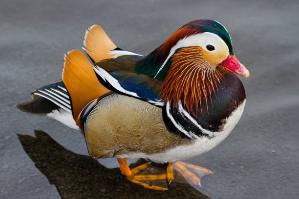 浅い水の中に立っているオシドリ - duck pond mandarin red ストックフォトと画像