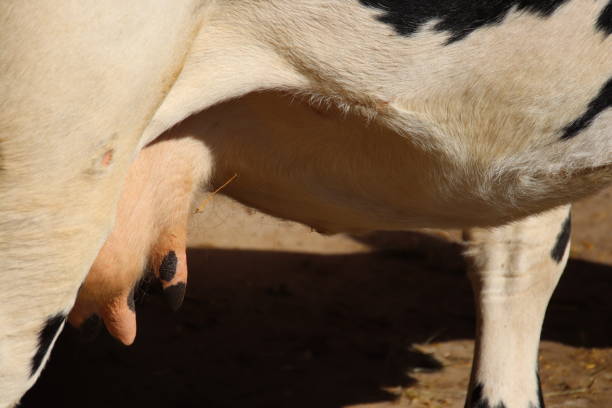 istock Udder of a Pustertaler Sprinzen Cattle, Tyrol, Austria 861269206