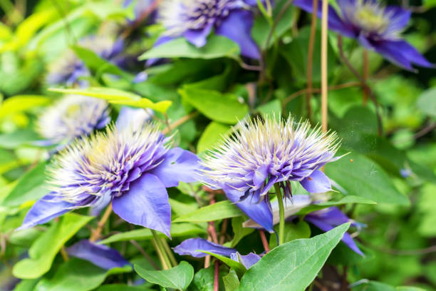 istock Close up beautiful flowering Clematis Jackmanii 861271884