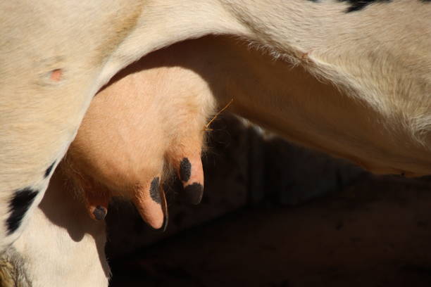 istock Udder of a Pustertaler Sprinzen Cattle, Tyrol, Austria 861272322