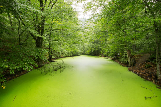 istock Autmn in Yedigoller National Park 861272490