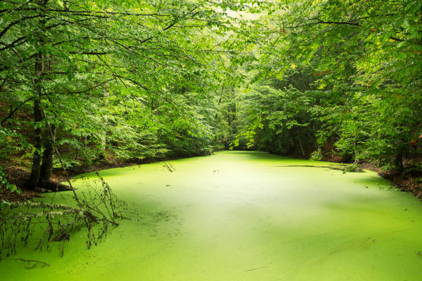istock Autmn in Yedigoller National Park 861272534