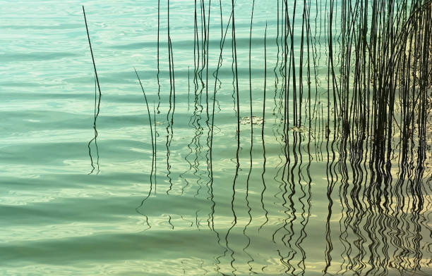 Reeds/Grasses in rippling Turquoise waters