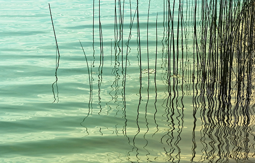 Reeds/Grasses in rippling Turquoise waters