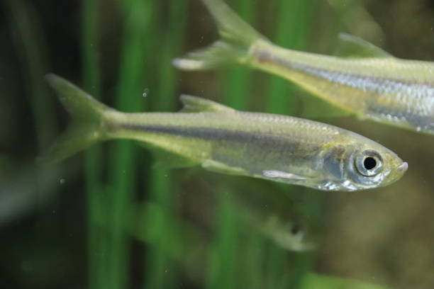 istock Leucaspius delineatus, Moderlieschen in a freshwater pond 861279626