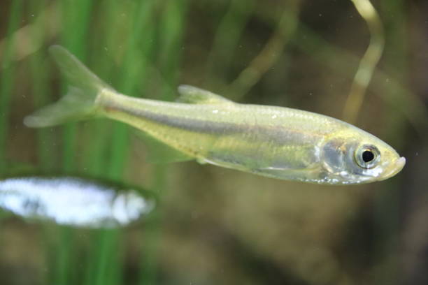 istock Leucaspius delineatus, Moderlieschen in a freshwater pond 861279786