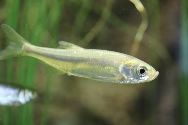 istock Leucaspius delineatus, Moderlieschen in a freshwater pond 861279894