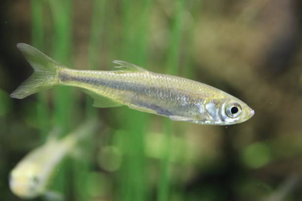 istock Leucaspius delineatus, Moderlieschen in a freshwater pond 861280062