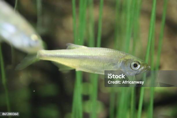 Leucaspius Delineatus Moderlieschen In A Freshwater Pond Stock Photo - Download Image Now