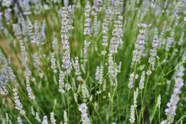 istock lavender flowers 861282672